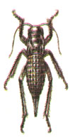   (Bradyporus multituberculatus F.-W.)