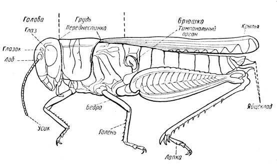 Рис. 1. Тело саранчи сбоку (левая пара крыльев удалена) (по Бей-Биенко)