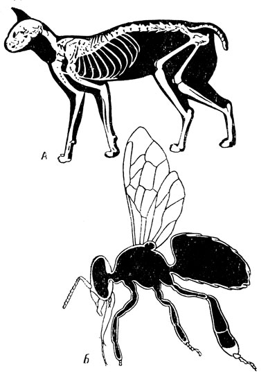 Рис. 3. Сравнение внутреннего скелета позвоночного (А) и наружного скелета насекомого (Б) (по Снодграссу)