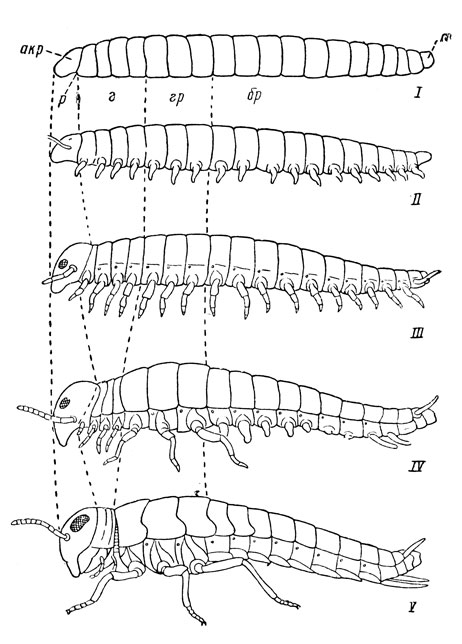 Рис. 4. Схема олигомеризации тела и возникновения его отделов у насекомых в процессе эволюции от гипотетического червеобразного членистого предка (по Шванвичу): акр - акрон, или предротовой сегмент, р - рот, т - тельсон, или хвостовой компонент, г - головной, гр - грудной и бр - брюшной отделы; вертикальные прерывистые линии подразделяют тело на три отдела, из которых произошли голова, грудь и брюшко