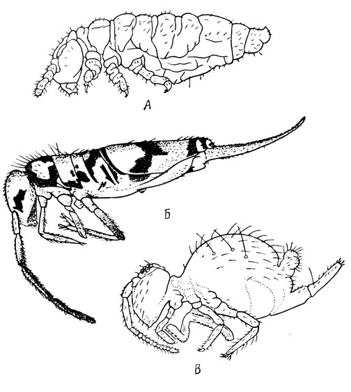 . 69.  :  -   (Ceratophysella armata);  -  (Entomobrya pulchella);  -   (Sminthurus viridis) (   .)