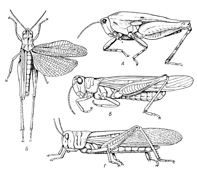 . 88.  ,   ( -):  -   (Tetrix tenuicornis);  -   (Stauroderus scalaris);  -   (Dociostaurus maroccanus);  -   (Locusta migratoria)
