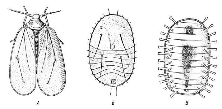 . 101.  ,   ( ):  -   Aleyrodes sp.;  -    (Aleurochiton aceris);  -  Siphonius dubiosus