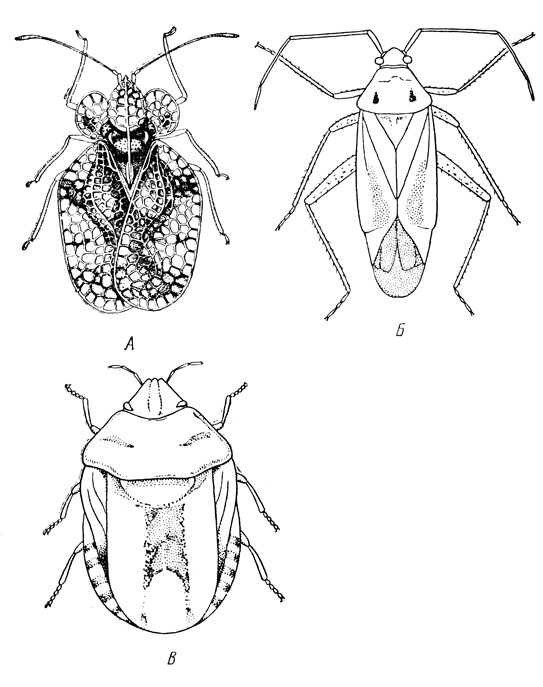 . 109.   ( ,   .):  -   (Stephanitis pyri);  -   (Adelphocoris lineolatus);  -   (Eurygaster maurus)