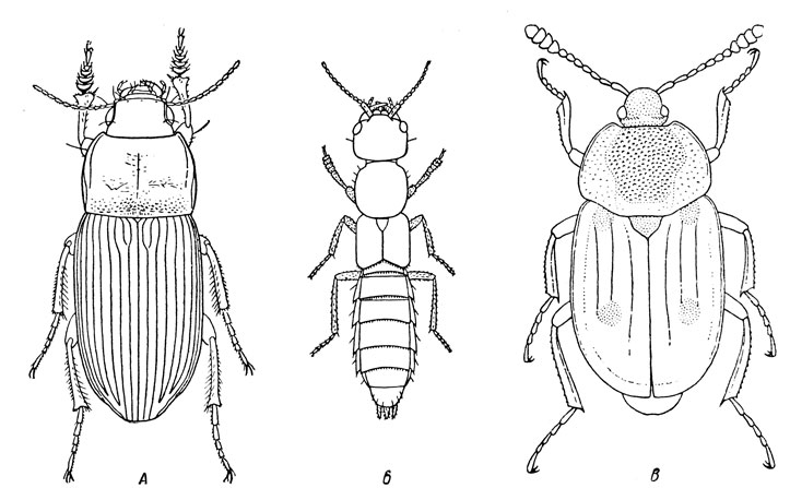 . 113.   (   .):  -   (Zabrus tenebrioides);  -  Ocypus;  -   (Xylodrepa quadripunctata)