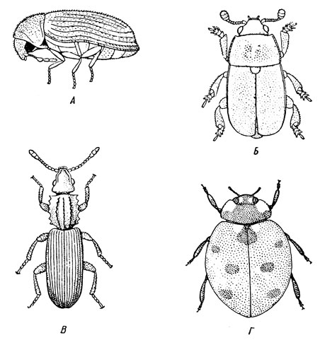 . 116.   ( -,   .):  -   (Stegobium paniceum);  -   (Meligethes aeneus);  -   (Silvanus surinamensis);  -    (Coccinella septempunctata)