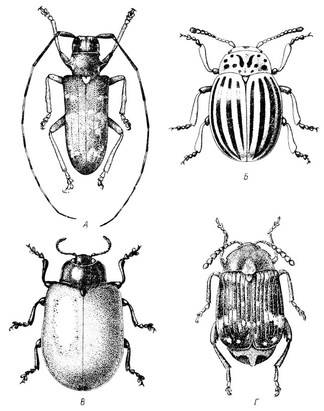 . 118.   ( . ,   -):  -    (Monochamus galloprovincialis);  -   (Leptinotarsa decemlineata);  -    (Melasoma populi);  -   (Bruchus pisorum)