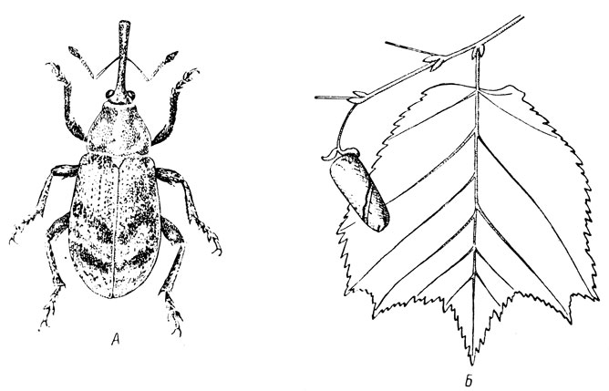 . 120.   ( -  ):  -   (Anthonomus pomorum);  -    (Apoderus coryli)  