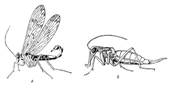 . 127.    ( ):  -   (Panorpa communis);  -  (Boreus hiemalis L.)
