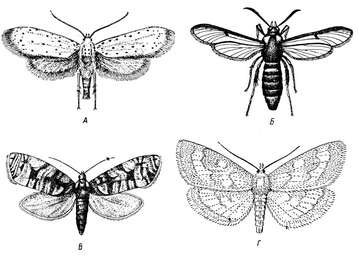 . 137.  .    Microfrenata ( -, ,   .):  -   (Hyponomeuta malinellus);  -   (Aegeria apiformis);  -  (Evetria);  -   (Ostrinia nubilalis), 