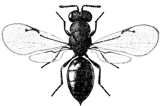 . 153. .   (Eurytoma caraganae) ( )