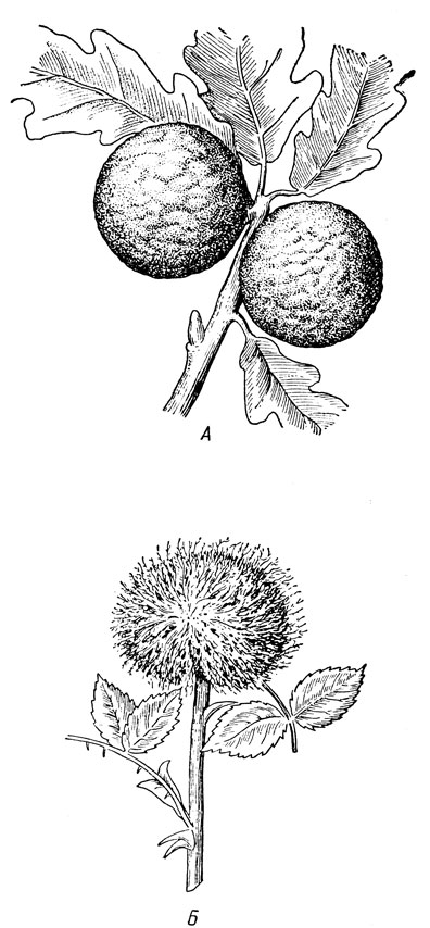 . 155. :  -    (Cynips kollari Hart.)  ;  -    (Rhodites rosae L.)   ( )