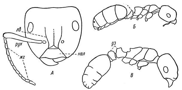 . 156. , :  -   - (Camponotus);  - - (Dolichoderus quadripunctatus L.),   ;  -   (Tetramorium caespitum L.),    ( ):  -  ,  -  ,  -  ,  - ,  - ,  - 