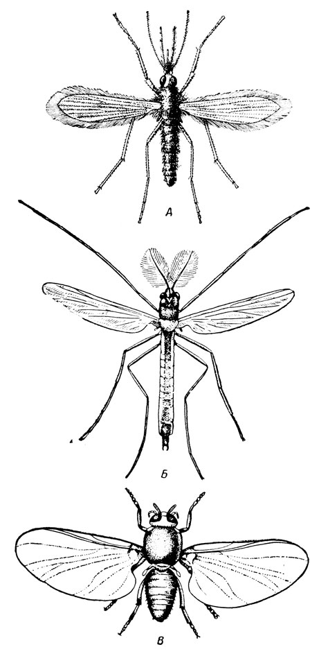 . 166.  ( -,   ):  -  (Phlebotomus);  -   (Anopheles maculipennis Mg.), ;  -  (Simulium)