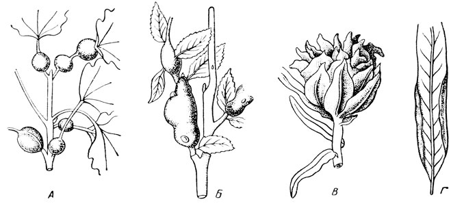 . 168. .  ,  :  -    (Syndiplosis petioli Kieff.);  -   (Rhabdophaga salicis (Sehr.);  -    (Rh. rosaria L.);  -    (Dasyneura marginemtorquens Br.) (no )